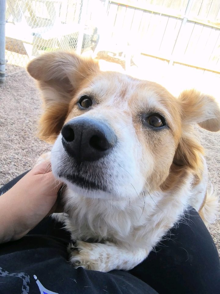 the-bow-wow-barn-facebook-photos-7