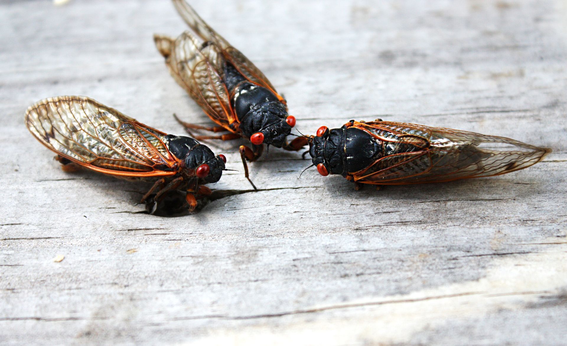 Three periodical cicadas. They have black bodies, orange wings, and red eyes. 