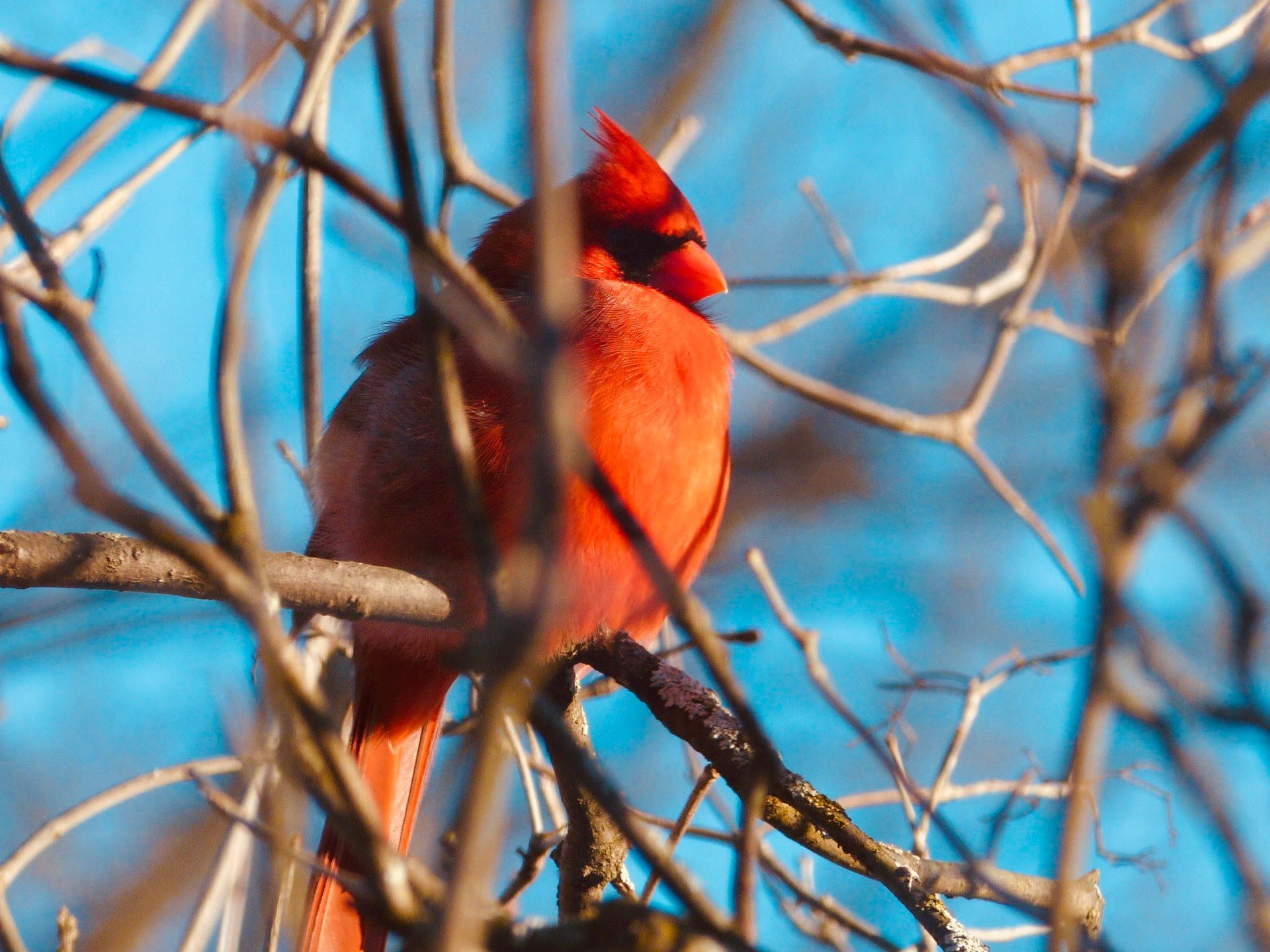 A northern cardinal sitting in a tree in the sun. 