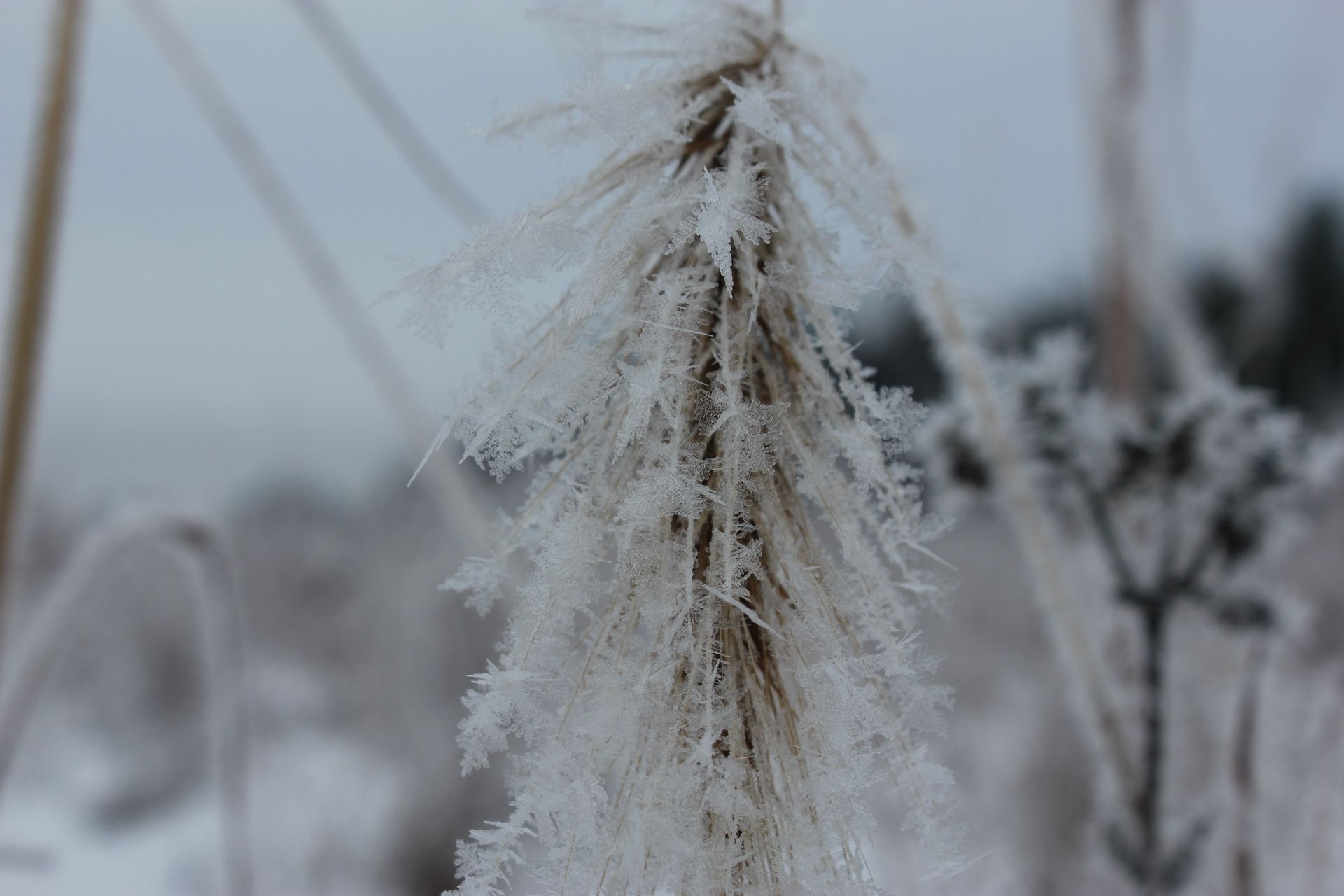 Close-up of wild rye that is covered in frost