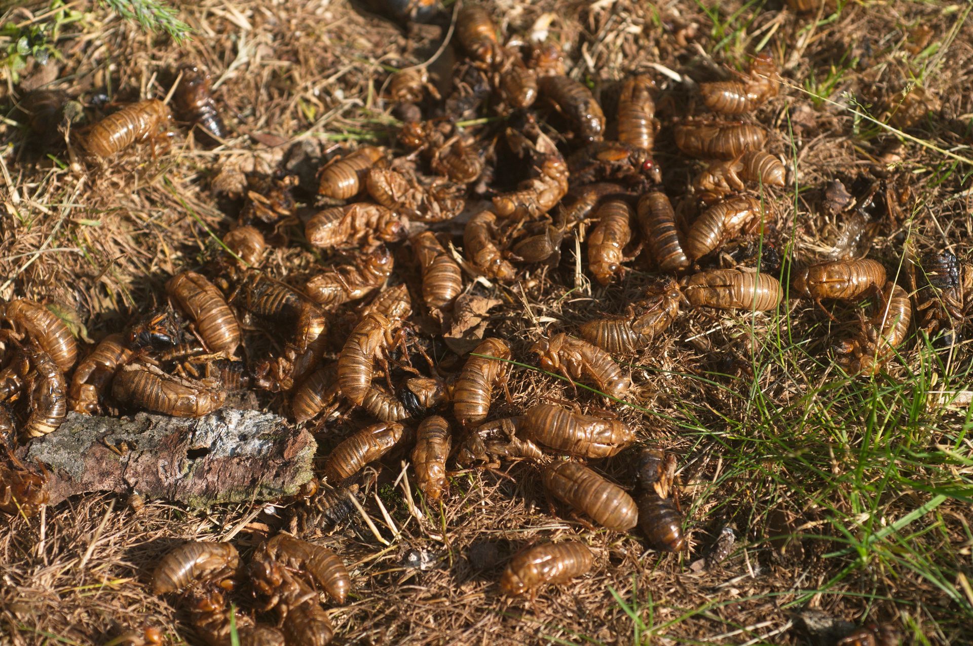 A pile of many light brown cicada exoskeletons laying on the grass.