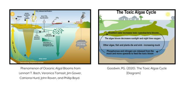 Algal Bloom Cycle Diagram