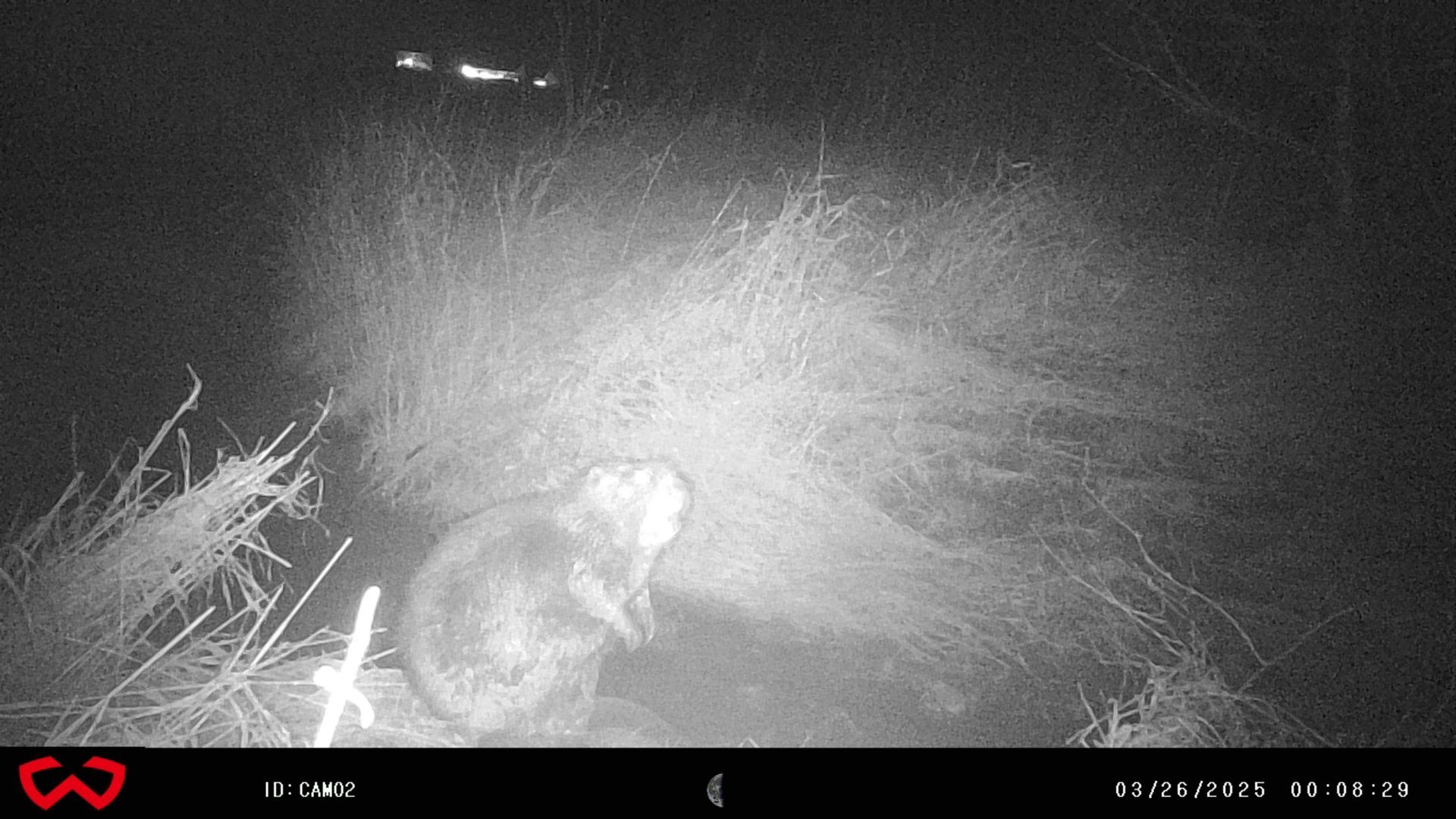 Trail camera photo showing a North American Beaver in a creek at night.