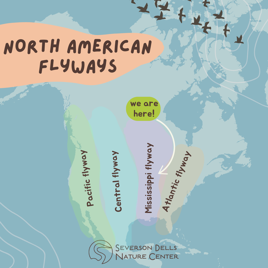 Bird Migration