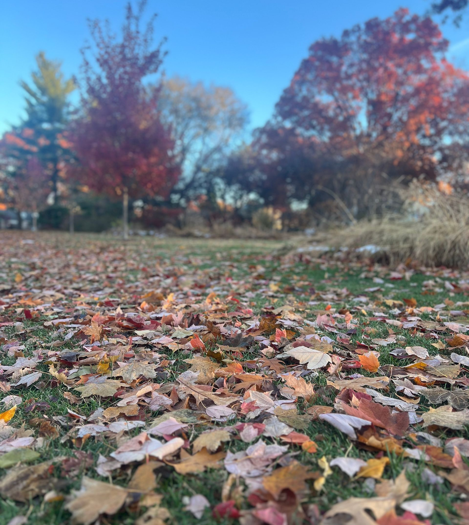 A picture of leaves covering the ground in a neighborhood. There are trees with red leaves in the background. 