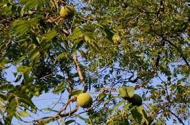 Black Walnut Tree, courtesy of Wikimedia Commons