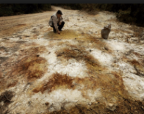 worms clean toxic metals