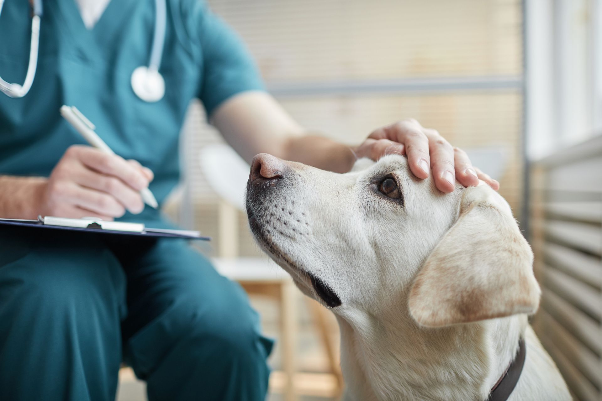 Veterinario in camice verde che accarezza un Labrador giallo mentre prende appunti in un ufficio.