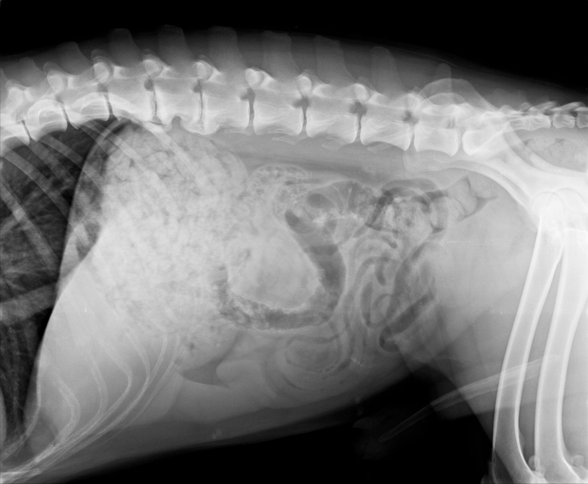 Radiografia dell'addome di un cane che mostra gli organi interni: sono visibili l'intestino, lo stomaco e la colonna vertebrale.