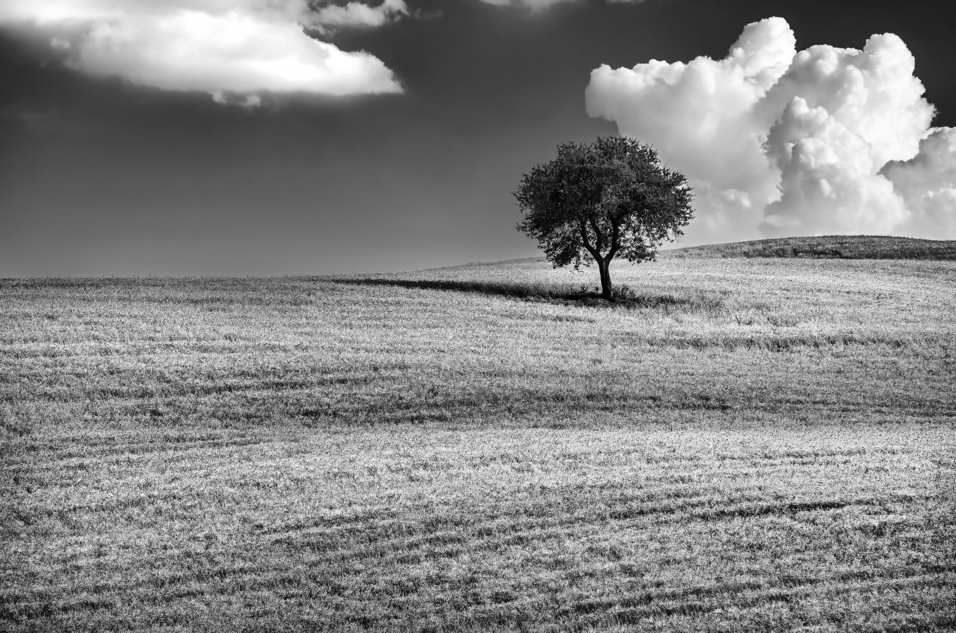 Un albero in un campo come rappresentazione della commemorazione di una persona cara