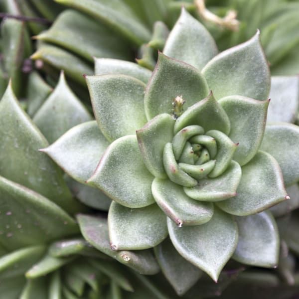 A close-up view of a pale green succulent plant with symmetrical, pointed leaves arranged in a rosette pattern.