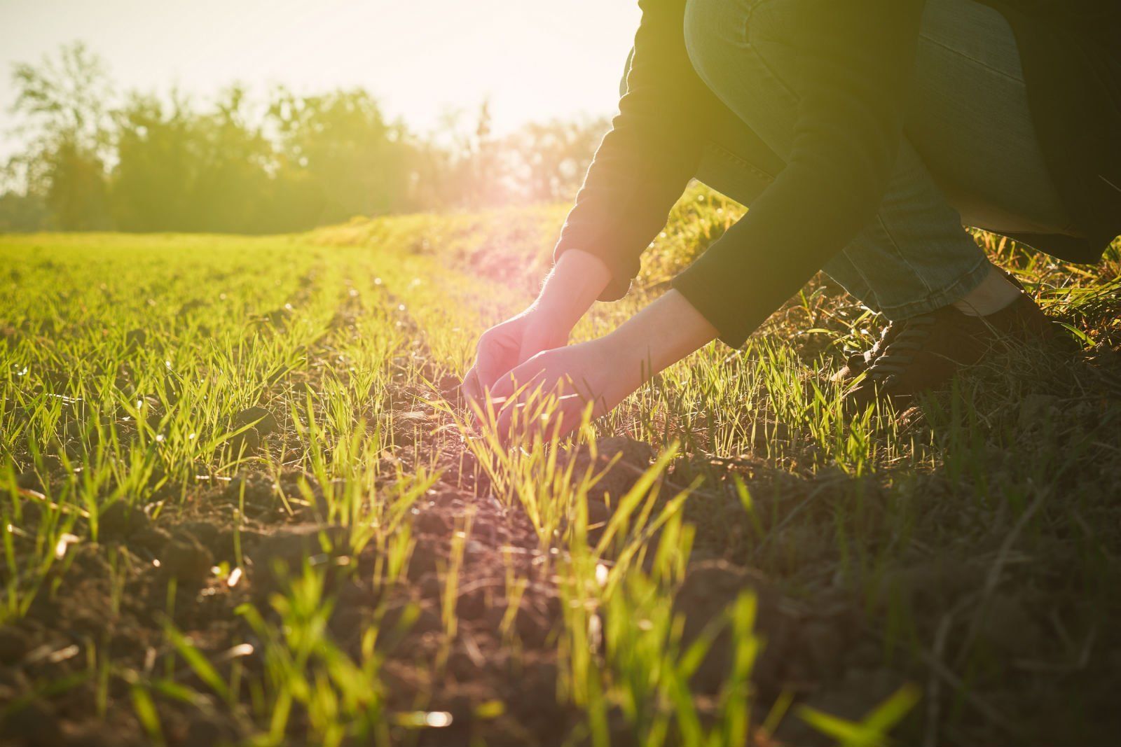Una persona è inginocchiata in un campo d'erba.