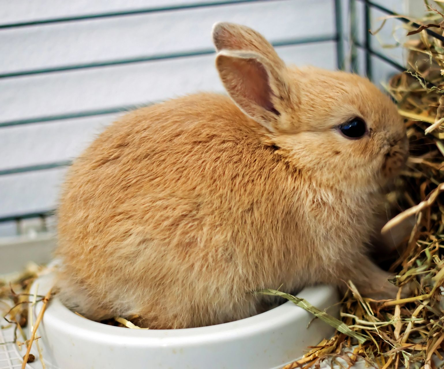 Coniglietto marrone chiaro in una ciotola bianca dentro una gabbia, mentre mangia fieno.
