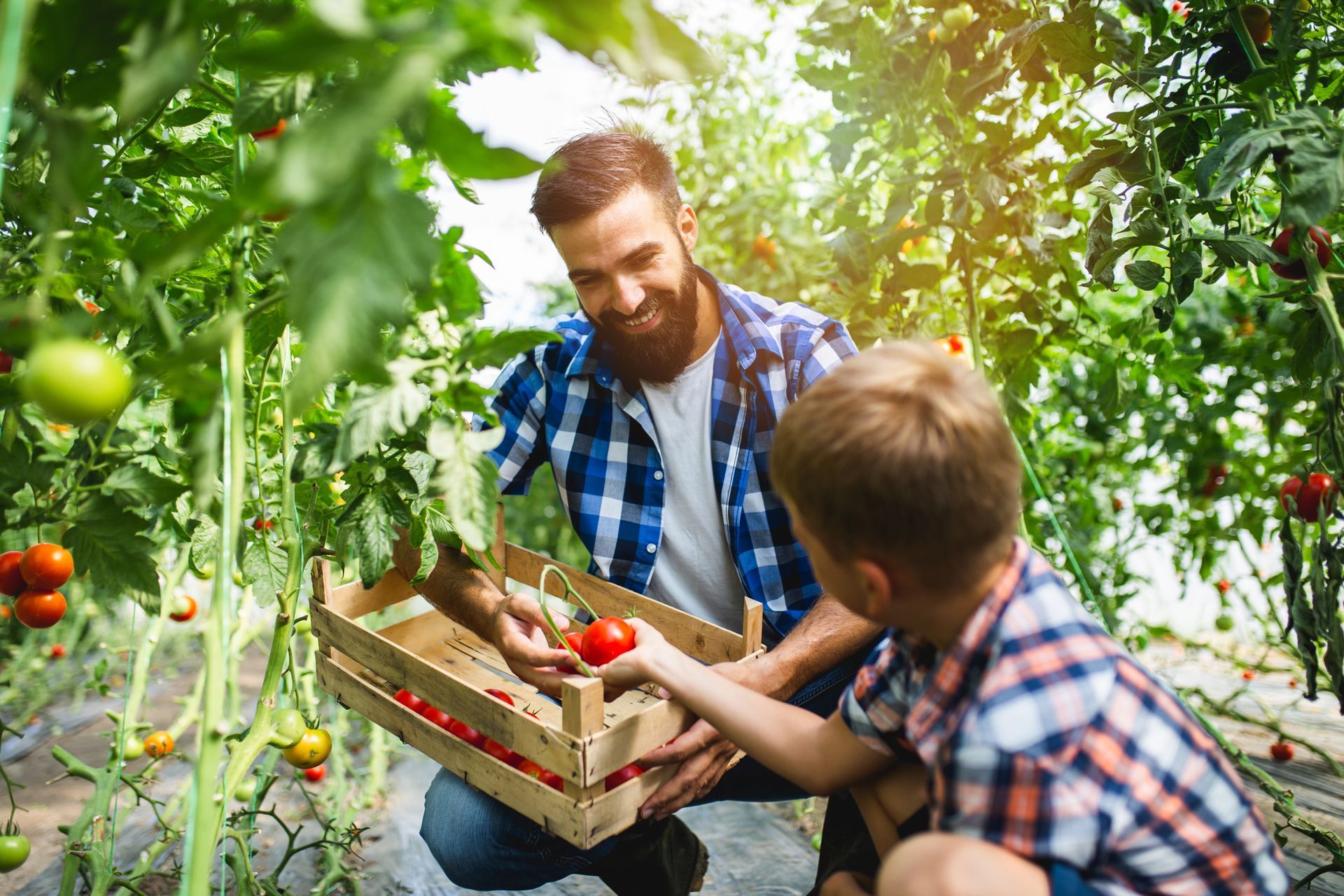 Un uomo e un bambino raccolgono pomodori in una serra e li mettono in una cassa di legno.