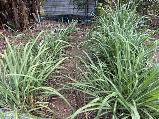 Green Ornamental Grasses Growing in a Garden Bed Beside a Tree and Fence — Johnny Farming Company In Ooralea, QLD