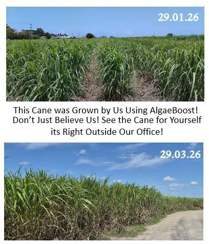 Sugarcane Field Before and After Algaeboost — Johnny Farming Company In Ooralea, QLD