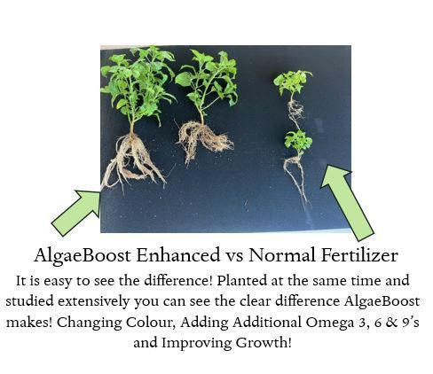 Comparison of Plant Roots — Johnny Farming Company In Ooralea, QLD