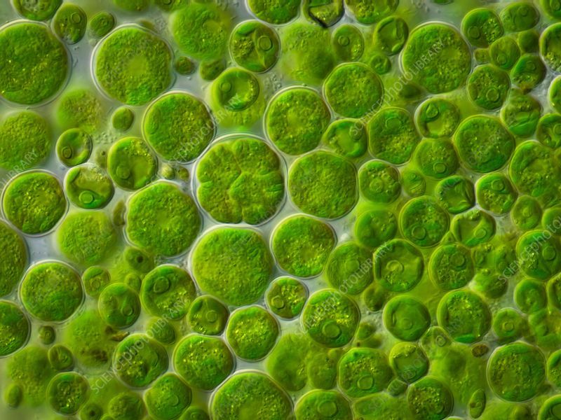 Close-up of Bright Green Algae or Plant Cells 