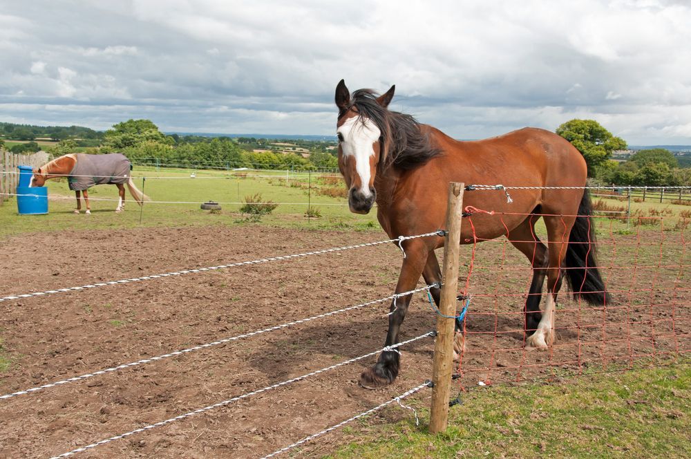 Two Horses Are Standing Next To Each Other In A Field Behind A Fence — Johnny Farming Company In Ooralea, QLD