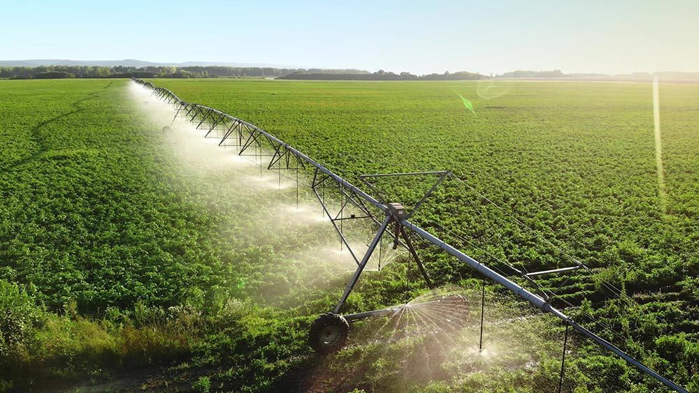 A Sprinkler is Spraying Water on a Lush Green Field — Johnny Farming Company In Ooralea, QLD