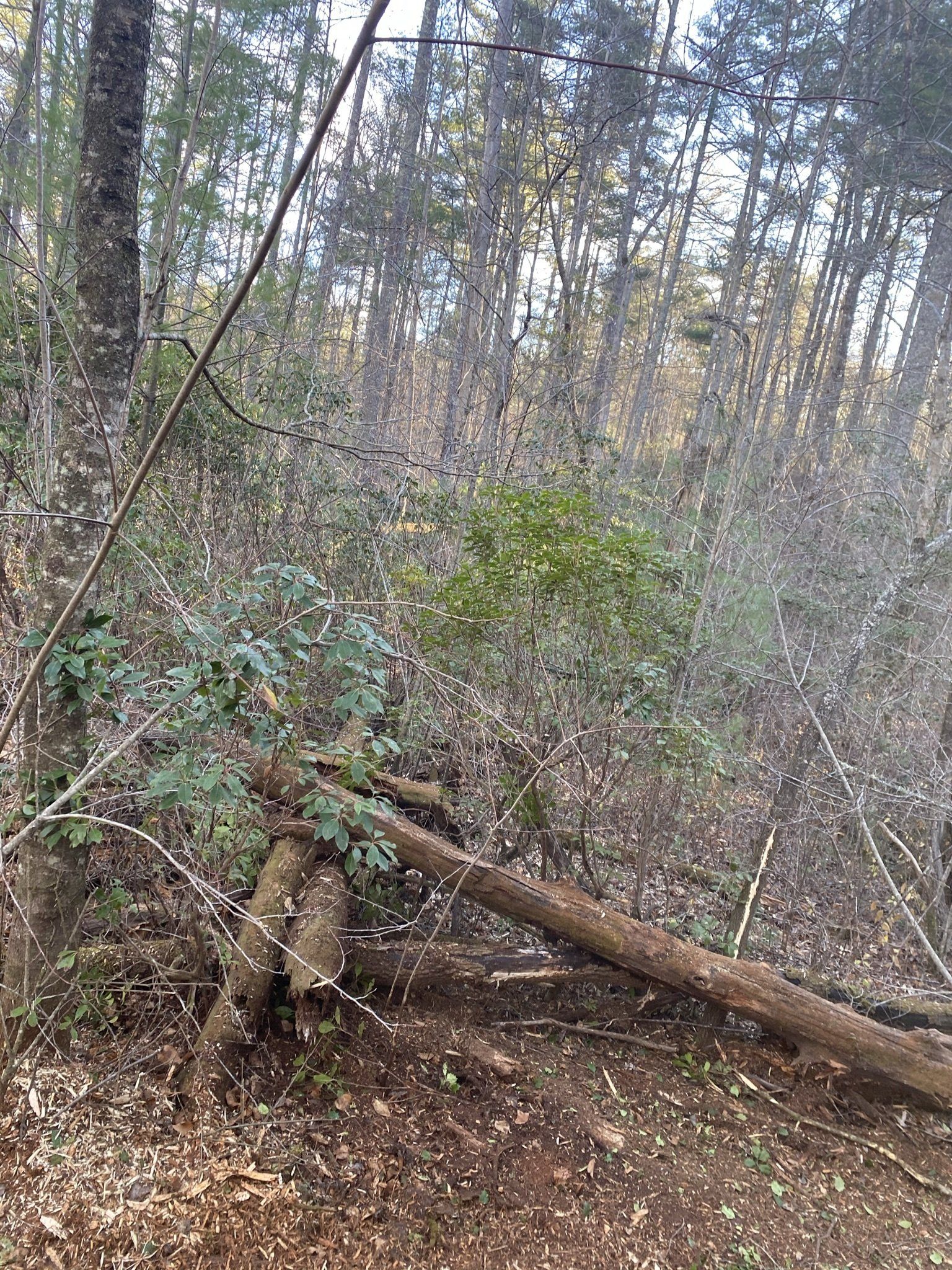 mulching services near me