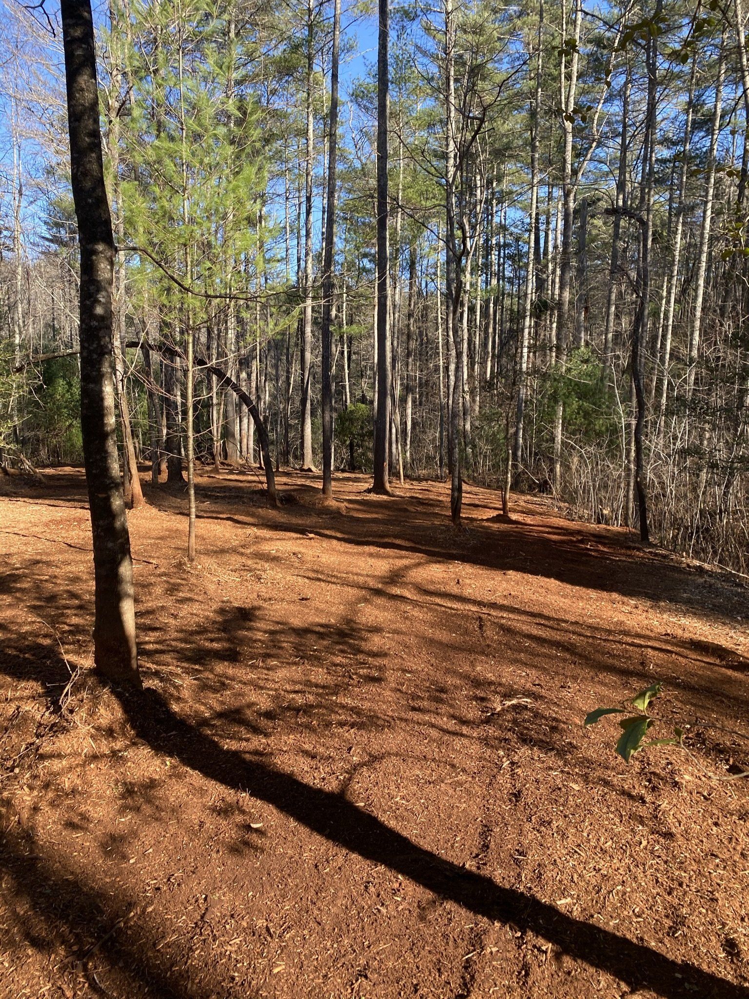 Forestry Mulching in North GA