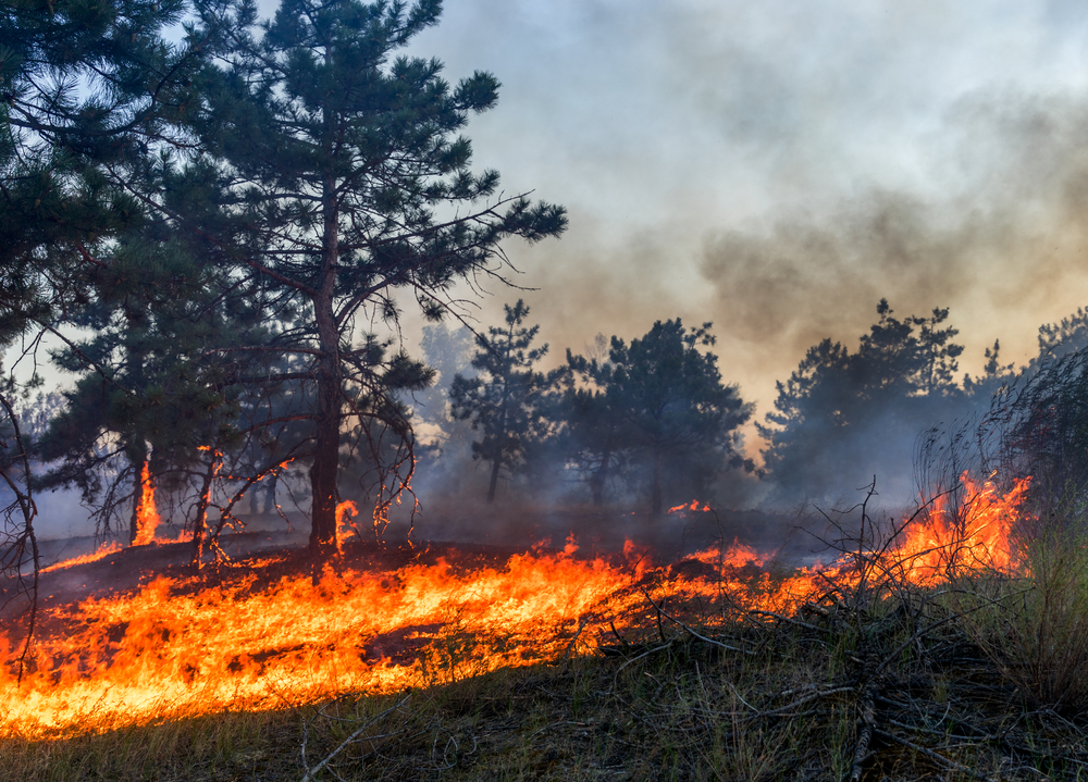 Forestry mulching for Fire Control