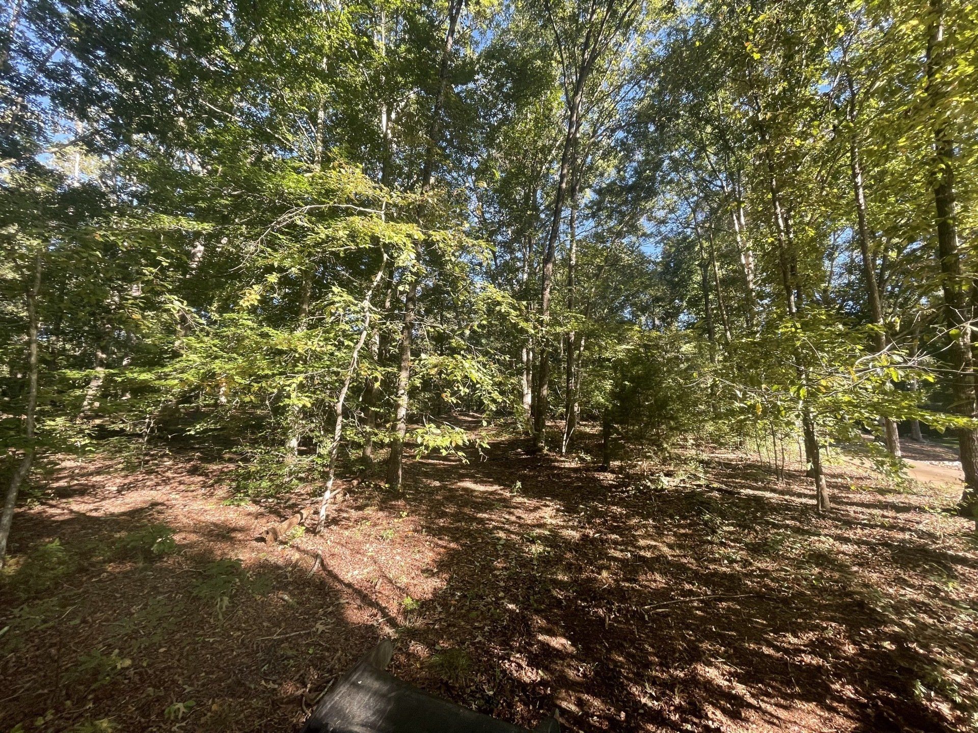 forestry mulcher service near me