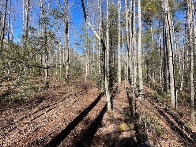 professional forestry mulching