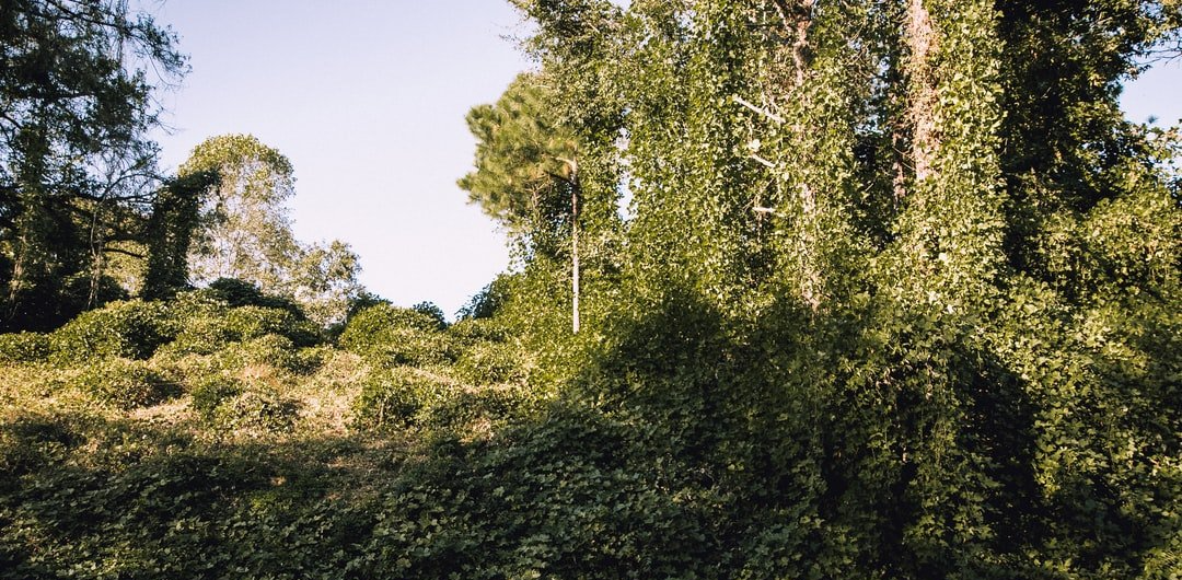 Forestry Mulching Service