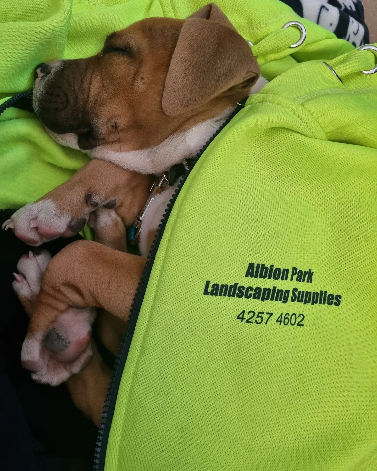 Our Newest Mascot – Albion Landscaping Supplies