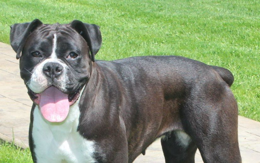 IMPORTANT THINGS YOU SHOULD KNOW ABOUT BOXER DOG BEHAVIOR