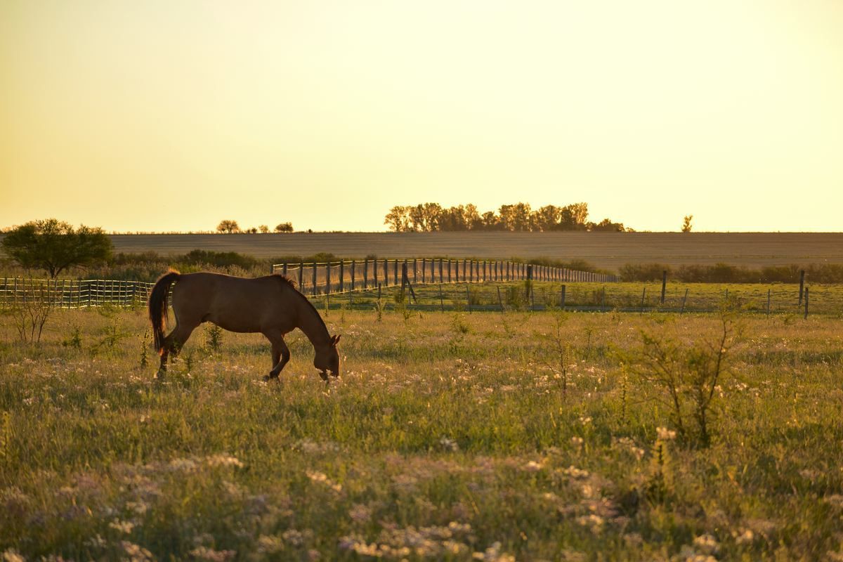 Horse grazing on Texas ranch