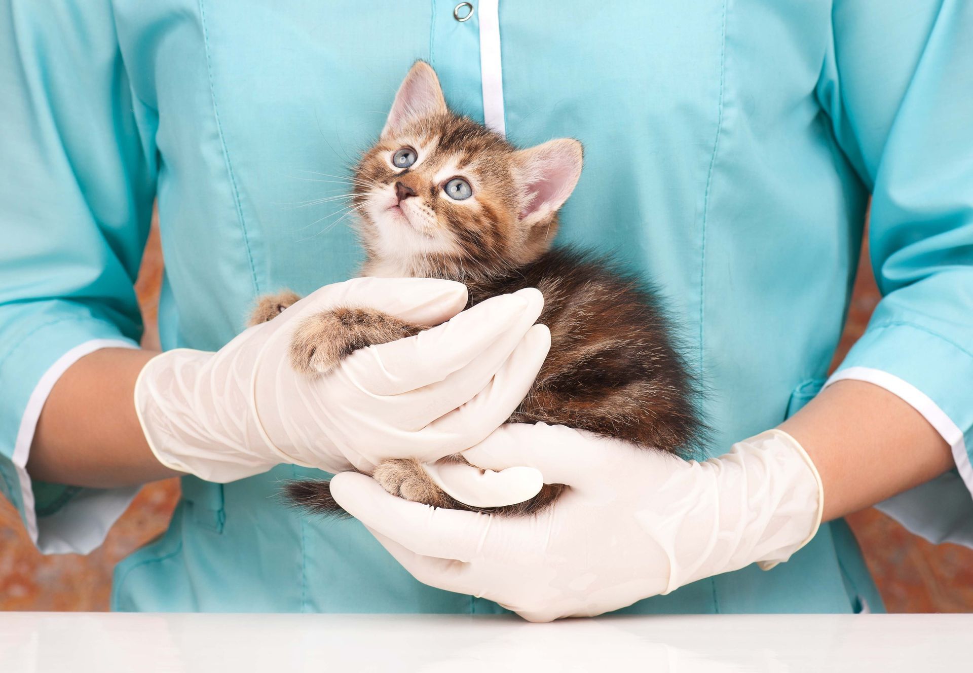 A veterinarian in a blue uniform and white gloves holds a kitten at a veterinary clinic.