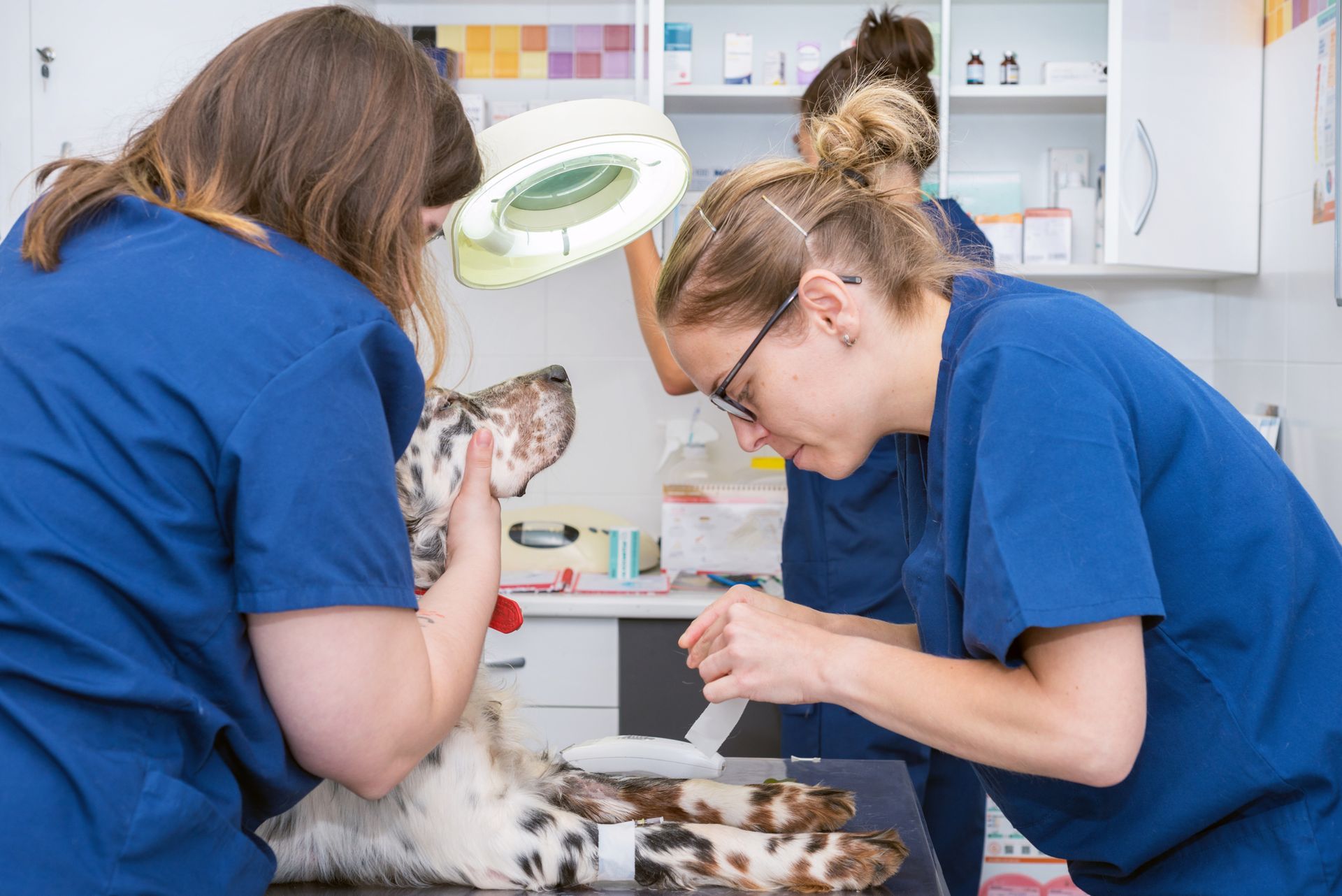 The veterinary team places a sterile bandage on the dog's paw.