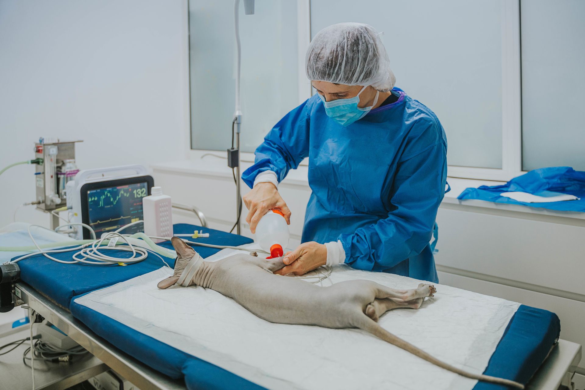 A vet preparing an anaesthetized Sphynx cat on a surgery table.