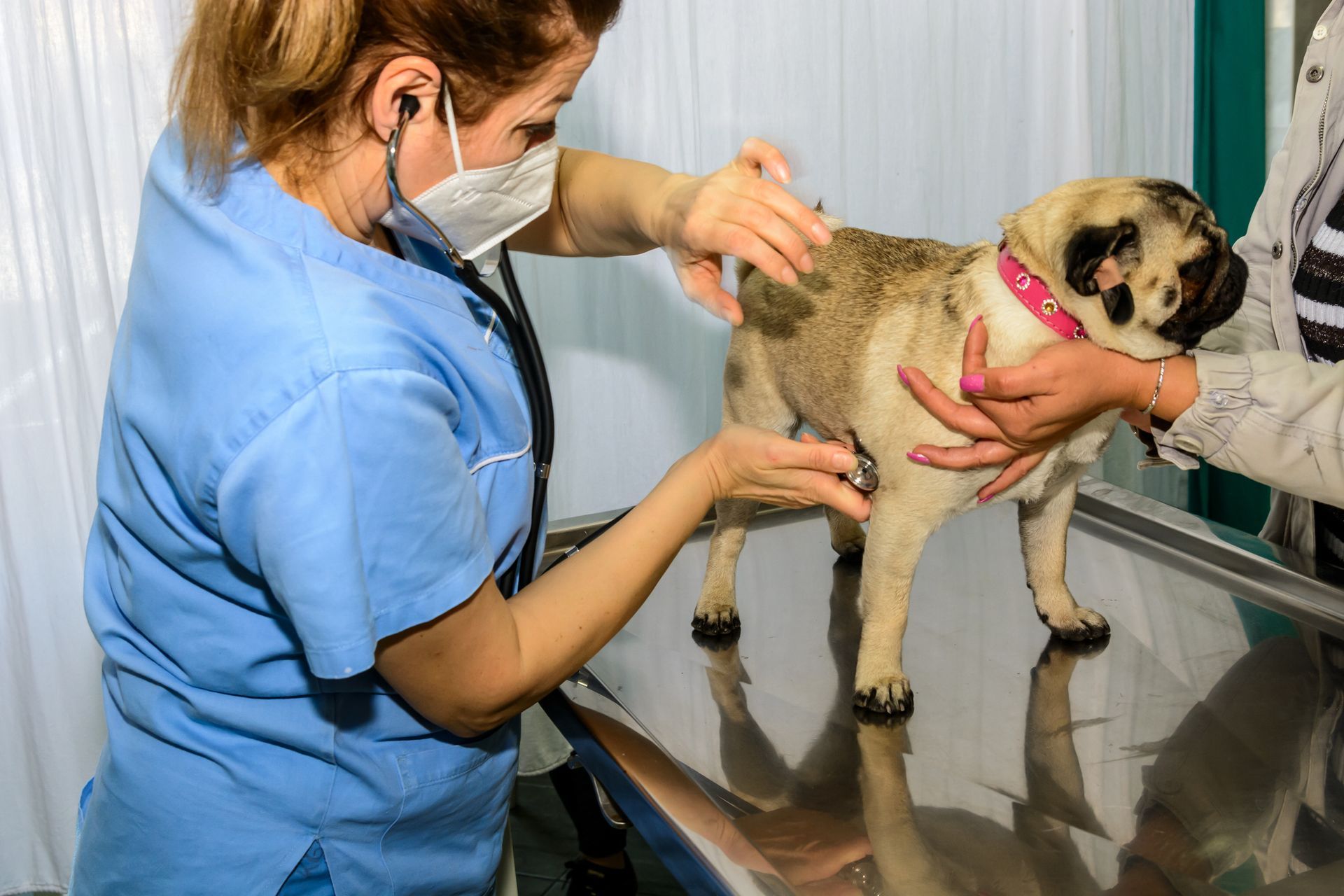A dog is being examined by a veterinarian with a stethoscope in a vet hospital.