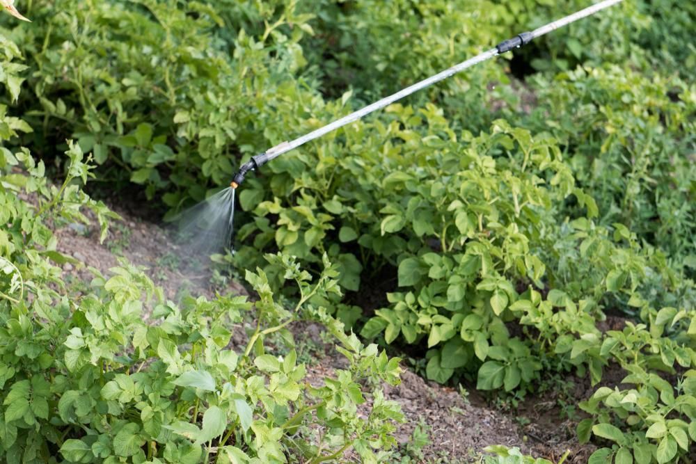 A Person Is Spraying Plants with A Sprayer in A Garden — Natraspray Lismore in Wollongbar, NSW