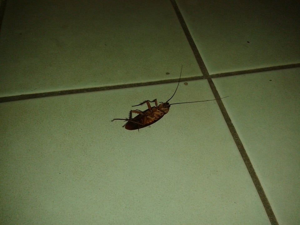 A Dead Cockroach on the Floor — Natraspray Lismore in Goonellabah, NSW