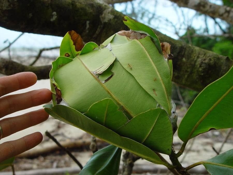 Intriguing Scene of An Ant Colony Thriving on Lush Tree Leaves — Natraspray Lismore in Goonellabah, NSW