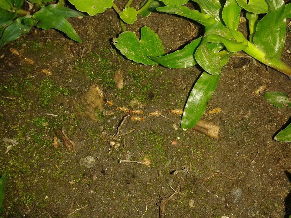 Termites on the Ground at Evening — Natraspray Lismore in Goonellabah, NSW