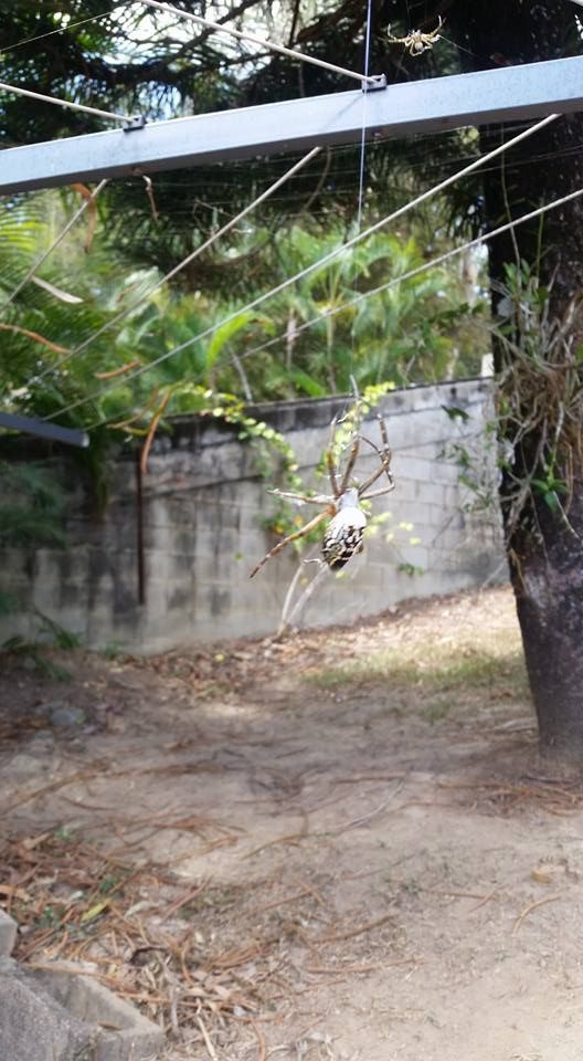 Capturing the Beauty of Spiders on Tree — Natraspray Lismore in Goonellabah, NSW
