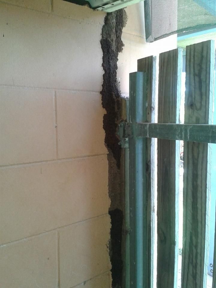 A Wooden Fence with Termites Nest — Natraspray Lismore in Goonellabah, NSW