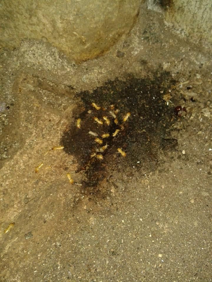 A Bunch of Termites Are Crawling on The Ground — Natraspray Lismore in Kyogle, NSW