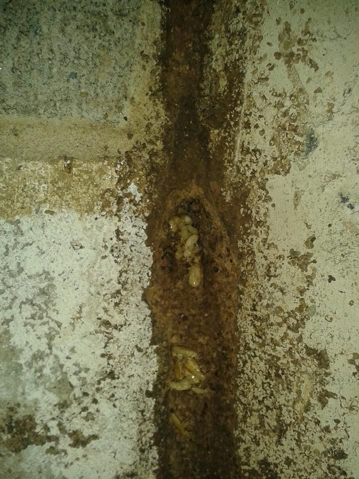 A Close-Up Of a Termite Tunnel on A Wall — Natraspray Lismore in Wollongbar, NSW