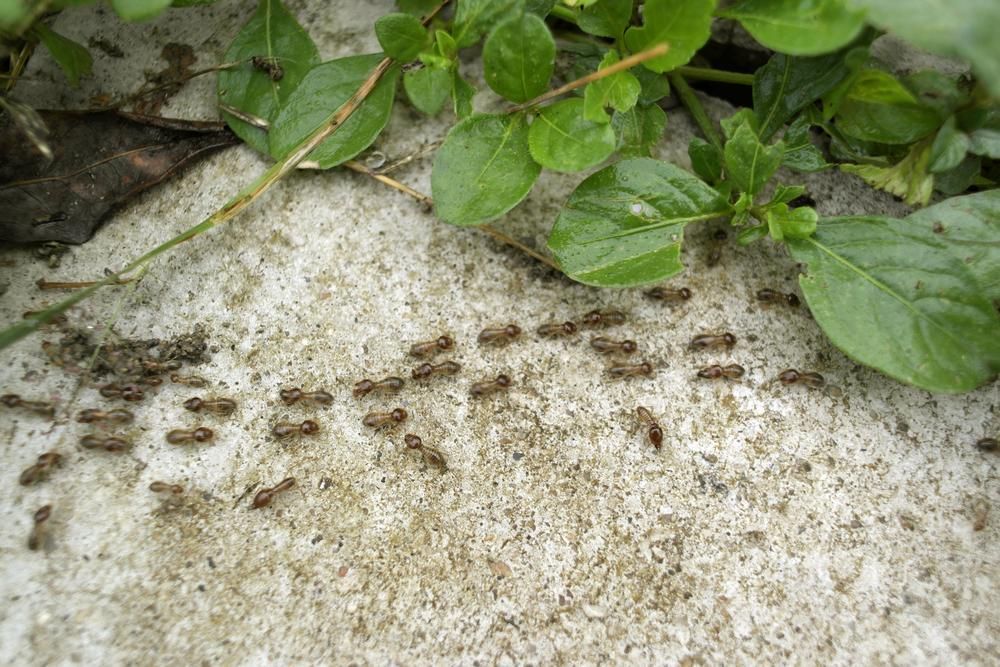 A Group of Ants Are Crawling on A Rock Next to A Plant — Natraspray Lismore in Kyogle, NSW
