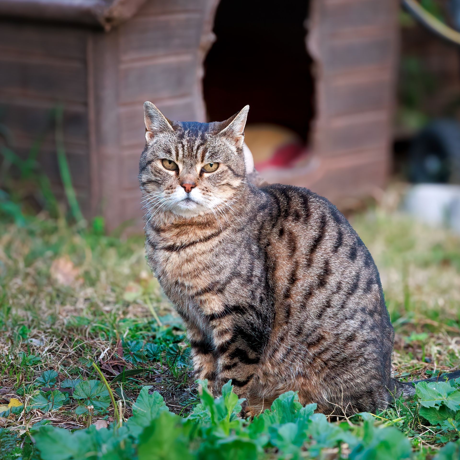 Tabby cat with striped fur sitting on grass, facing the camera, in front of a cat-house entrance surrounded by green plants.