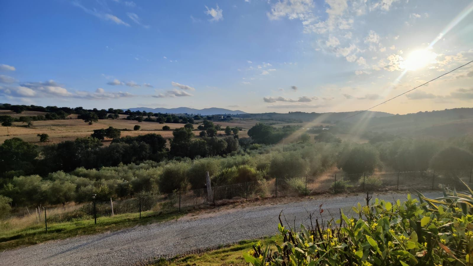 Gravel path leads into rolling Tuscan hills and olive groves under a bright blue sky