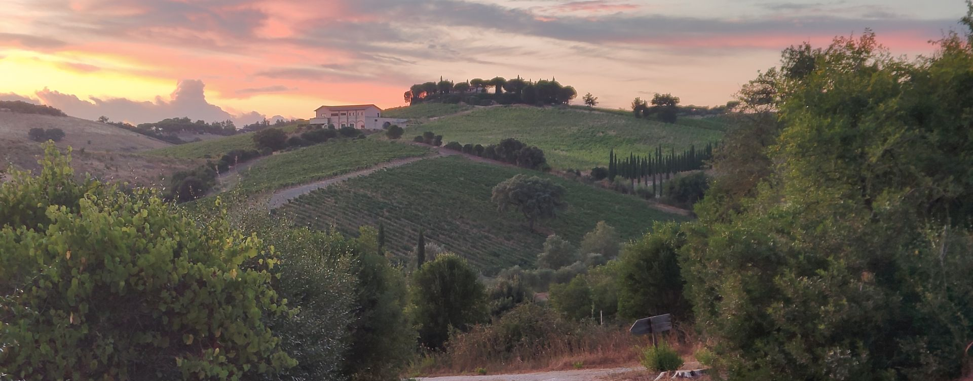 A picturesque landscape of rolling hills covered in vineyards at sunset. A dirt road winds through lush greenery toward a hilltop villa surrounded by trees. The sky glows with warm hues of pink, orange, and purple, creating a serene and tranquil atmosphere.