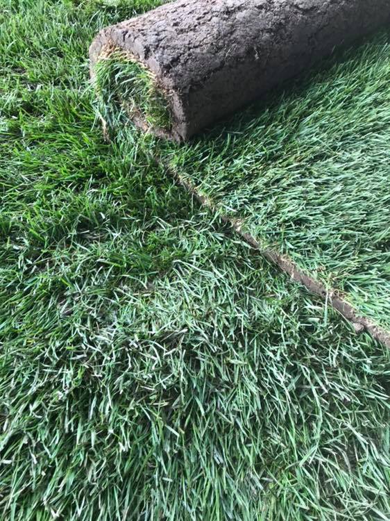 Photo Gallery Washington State Washington Sod and Turf